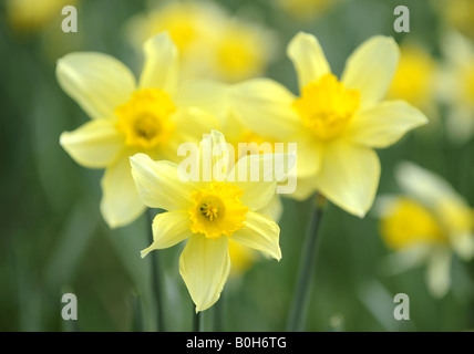 Daffodills bei St Mary s Kirche Stanford Bridge Worcestershire Frühjahr 2008 Stockfoto