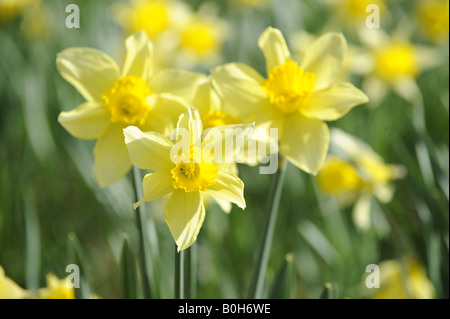 Daffodills bei St Mary s Kirche Stanford Bridge Worcestershire Frühjahr 2008 Stockfoto