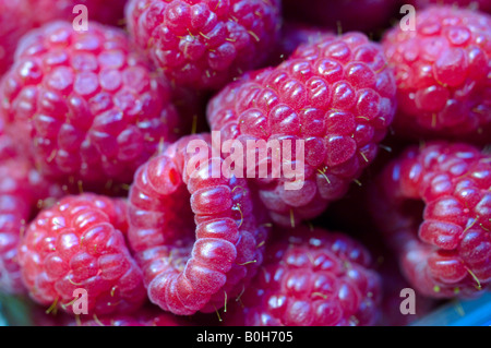 Himbeeren zum Verkauf auf der Granville Island Bauernmarkt, Vancouver, Britisch-Kolumbien, Kanada Stockfoto