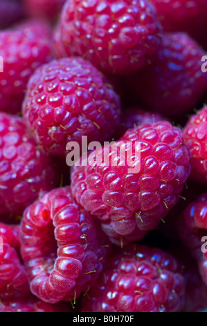 Himbeeren zum Verkauf auf der Granville Island Bauernmarkt, Vancouver, Britisch-Kolumbien, Kanada Stockfoto