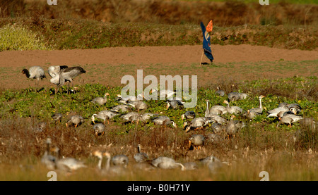 Bar unter der Leitung Gänse Anser Indicus schwarzen necked Kraniche Grus Nigricollis Rübe Feld mit Vogelscheuche Yunnan China Stockfoto