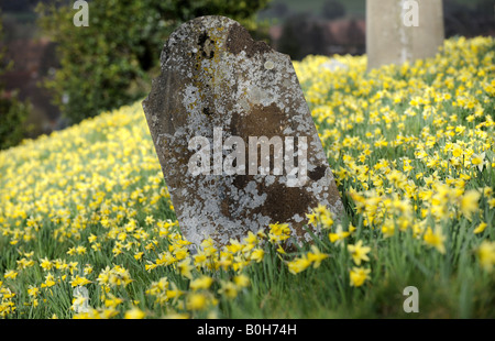 Grabstein in Narzissen am St. Mary s Kirche Stanford Bridge Frühjahr 2008 Stockfoto