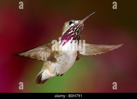 Calliope Kolibri (Stellula Calliope) Kalliope (Französisch) Chupamirto Rafaguitas, geschrieben Gorgirrayado (Spanisch) Stockfoto