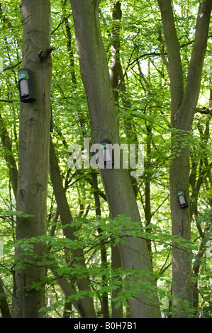 Fledermauskästen auf Buche Bäume im Naturschutzgebiet BBOWT Schützenlöchern. Oxfordshire, England Stockfoto