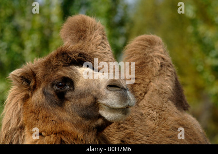 Baktrischen Kamel oder zwei Buckel Kamele Camelus Bactrianus Leben in Wüste Xinjiang China Stockfoto