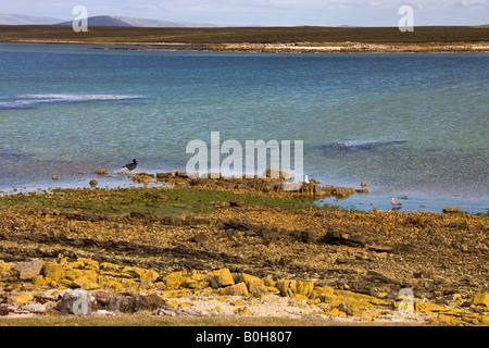 Malerische Bucht auf Pebble Island in West Falkland auf den Falkland-Inseln Stockfoto