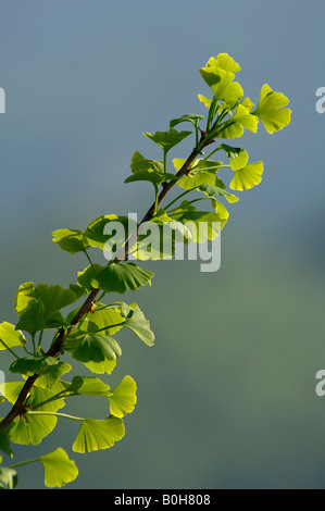 Blätter von tausend Baum Ginkgo biloba Stockfoto