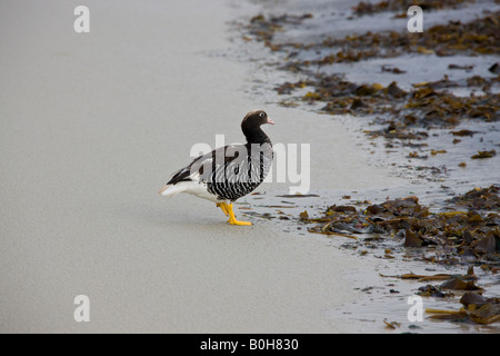 Weibliche Kelp Goose - Chloephaga Hybrida Malvinarum - Elephant Bay auf Pebble Island auf den Falkland-Inseln Stockfoto