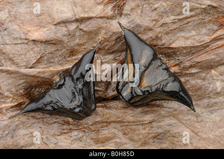 Stacheligen Früchte der Wasserkastanie oder Wasser Caltrop Trapa Natans an Poyang Hu in China Stockfoto