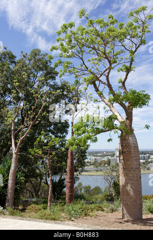 Boabs (Affenbrotbäume Gregorii) Baum im Kings Park in Perth, Western Australia. Stockfoto