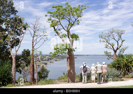 Boabs (Affenbrotbäume Gregorii) Baum im Kings Park in Perth, Western Australia. Stockfoto