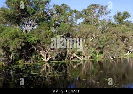 Leichte Bäume (Melaleuca Rhaphiophylia) entlang des Ufers des Canning River in der Nähe von Perth, Western Australia. Stockfoto