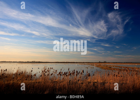 Winter Sonnenuntergang Röhrichten WWT Welney wäscht Nationalvogel Reserve Cambridgeshire England Großbritannien Großbritannien Stockfoto