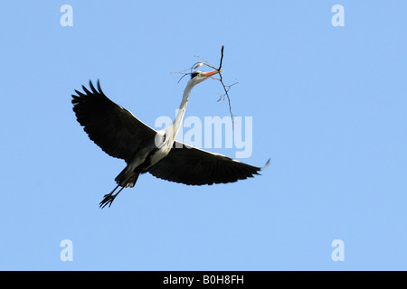 Graureiher (Ardea Cinerea) fliegen mit ausgebreiteten Flügeln tragen einen Zweig für Nestbau, Baden-Württemberg Deutschland Europa Stockfoto