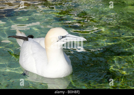 Nördlichen Basstölpel (Morus Bassanus, Sula Bassana) schwimmt auf Wasser, Baden-Württemberg, Deutschland, Europa Stockfoto