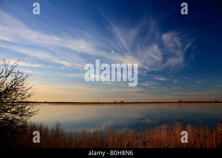 Winter Sonnenuntergang Röhrichten WWT Welney wäscht Nationalvogel Reserve Cambridgeshire England Großbritannien Großbritannien Stockfoto