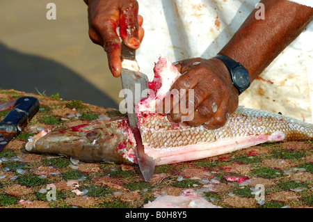 Fischhändler Reinigung Frischfisch, Sur, Oman, Naher Osten Stockfoto