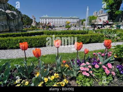 Tulpen vor Schloss Mirabell und Pegasus-Brunnen im Mirabellgarten, Salzburg, Österreich, Europa Stockfoto