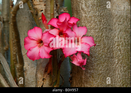 Sabi-Stern, Kudu oder Wüstenrose (Adenium Obesum), Kamerun, Afrika Stockfoto