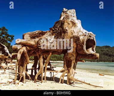 Mangrove (Rhizophoraceae), Wurzel von einem Mangroven-Baum, Holz, Mauritius Stockfoto