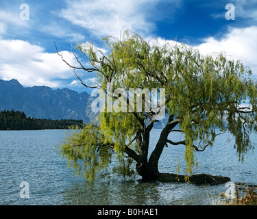 Trauerweide, Peking Weide oder Babylon Weide (Salix Babylonica), Queenstown am Lake Wakatipu, Neuseeland Stockfoto