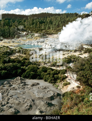 Pohutu Geysir, Whakarewarewa geothermische Gebiet, Rotorua, Nordinsel, Neuseeland Stockfoto