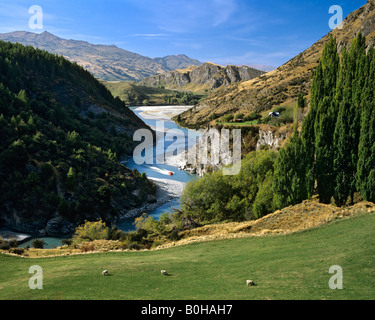 Shotover River, Motorboot, Arthur es Point, Queenstown, Südinsel, Neuseeland Stockfoto