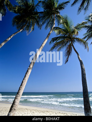 Palmen am Strand, Moorea, Gesellschaftsinseln, Französisch-Polynesien, Südsee, Ozeanien Stockfoto
