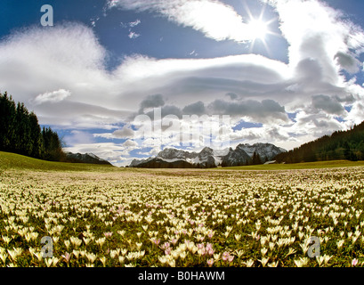 Wiese voller Krokusse (Crocus), Föhn, linsenförmige Wolken in der Nähe von Gerold, Wettersteingebirge, Upper Bavaria, Bavaria, Germany Stockfoto