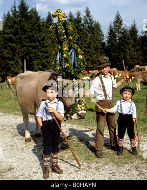 Almabtrieb, Rinder getrieben von einer Alb oder Alm, Allgäu, Oberbayern, Deutschland Stockfoto