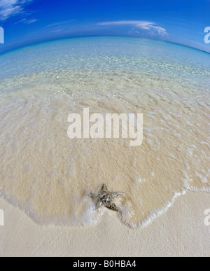 Seestern am Strand im flachen Wasser, Meer, Horizont, fisheye, Malediven, Indischer Ozean Stockfoto