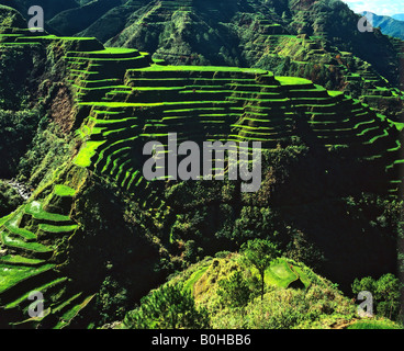 Reis Terrassen, Banaue, Ifugao Provinz, Luzon, Philippinen Stockfoto