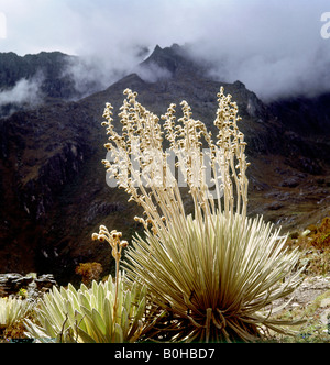 Frailejones (ganze Pycnophylla) wächst in den Anden in der Nähe von Merida, Venezuela, Südamerika Stockfoto