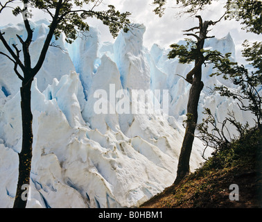 Perito Moreno Gletscher, Campo de Hielo Sur, Anden, Patagonien, Argentinien, Südamerika Stockfoto