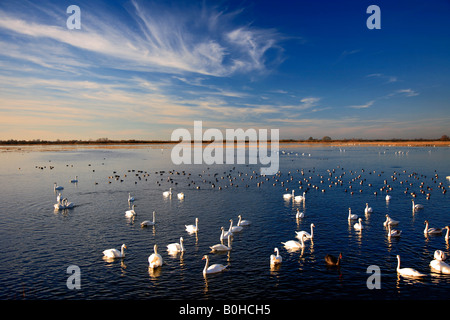 Überwinterung stumm Bewick und Whooper Schwäne Tafelenten Enten WWT Welney National Bird Reserve Cambridgeshire England Großbritannien Großbritannien Stockfoto