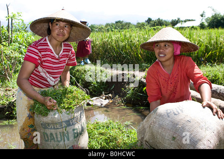 Landfrauen, Reisbauern füllen Säcke mit Rasen, Insel Lombok, kleinen Sunda-Inseln, Indonesien Stockfoto