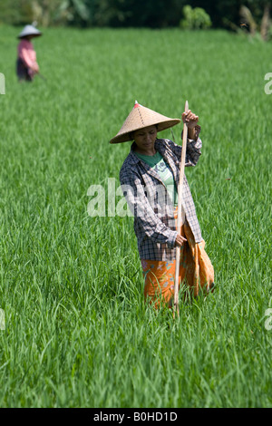 Arbeiten in einem Reisfeld Reisbauern Reis Paddy, Insel Lombok, kleinen Sunda-Inseln, Indonesien Stockfoto