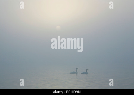 Sonnenaufgang über ein paar der Schwäne schwimmt auf der Nebel bedeckt See Laugarvatn, Island Stockfoto