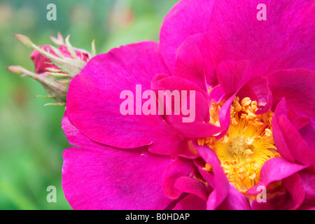 Provence-Rose oder Kohl-Rose Blossom (Rosa X centifolia) Stockfoto