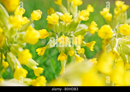 Schlüsselblumen oder Primeln (Primula Veris), Schwarzwald, Deutschland, Europa Stockfoto