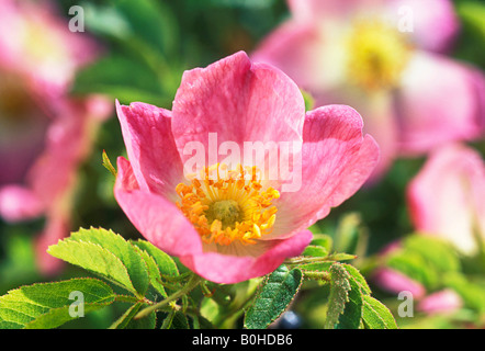 Sweet Briar oder Eglantine Rose (Rosa Rubiginosa, Rosa Eglanteria) Blüte, Taubertal-Tal, Deutschland Stockfoto