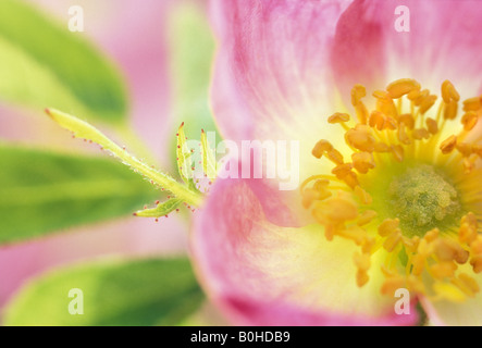 Closeup, Sweet Briar oder Eglantine Rose (Rosa Rubiginosa, Rosa Eglanteria) Blüte, Taubertal-Tal, Deutschland Stockfoto