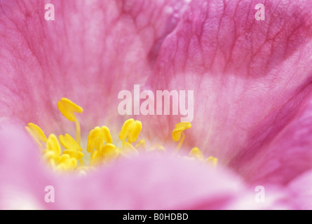 Closeup, Sweet Briar oder Eglantine Rose (Rosa Rubiginosa, Rosa Eglanteria) Blüte, Taubertal-Tal, Deutschland Stockfoto