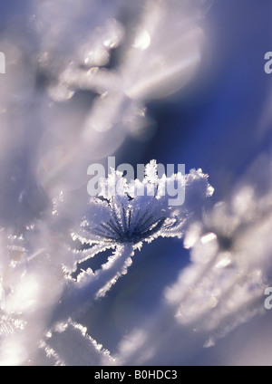 Weißer Raureif Eiskristalle gebildet auf Kerbel (Apiaceae), Schwarzwald, Baden-Württemberg, Deutschland Stockfoto