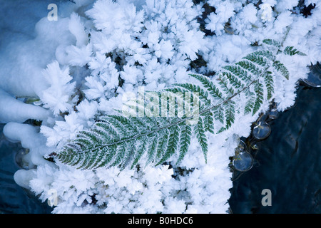 Raureif Eiskristalle gebildet auf einem Farn Blatt (Pteridopsida) neben einem Bach, Schweiz Stockfoto