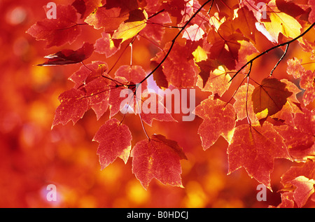 Blätter der Zucker-Ahorn (Acer Saccharum), Herbstfärbung im Osten Kanadas im Indian Summer, La Mauricie National Park, Québec, Stockfoto