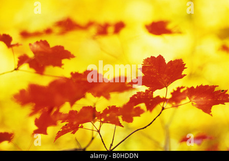 Rot Herbstlaub, die farbigen Zucker-Ahorn (Acer Saccharum) vor Gelb Birke Blätter (Betula) im Osten Kanadas in Indien Stockfoto