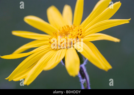 Wilden Wolfs Bane (Arnica Montana) Blume, Markstein, Vogesen, Frankreich Stockfoto