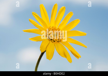 Heilpflanze Wolfs Bane (Arnica Montana) in Markstein, Vogesen, Frankreich Stockfoto