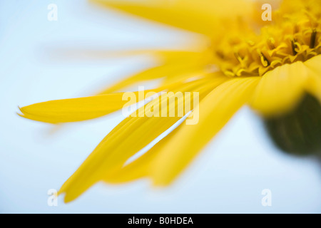 Heilpflanze Wolfs Bane (Arnica Montana) in Markstein, Vogesen, Frankreich Stockfoto